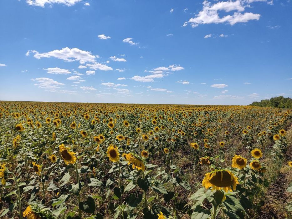 Натуральный мёд с личной пасеки