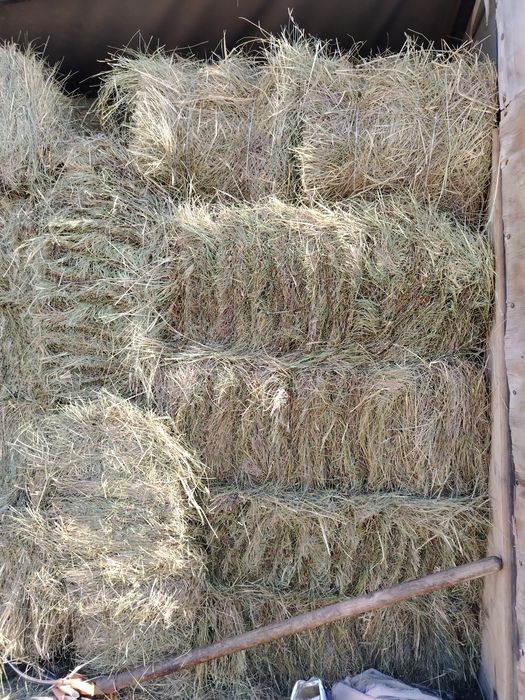 Продается сено, кок шоп сатылады