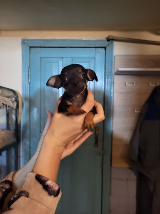 Продам щенков им 2 месяца