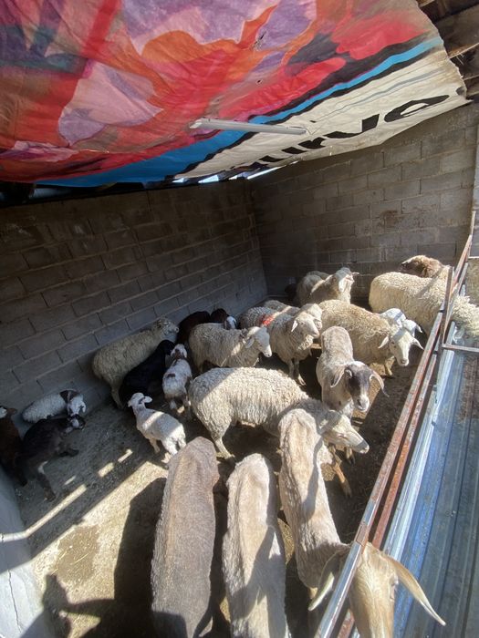 Козылы кой сатылады