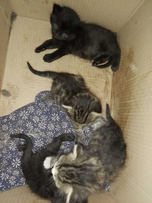 Отдам прекрасных котят