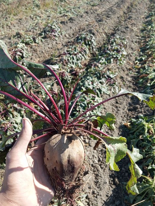 Qand lavlagi va qizil lavlagi