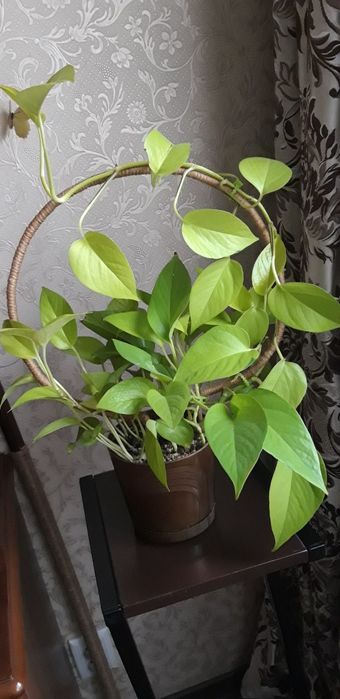 Эпипремнум   неон