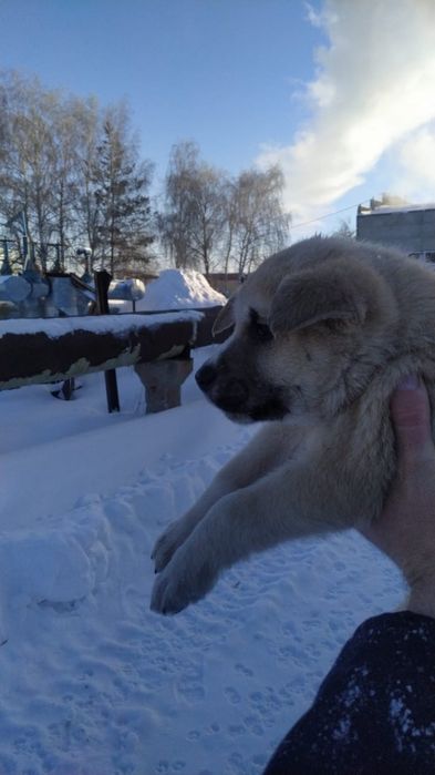 Щенки хорошие толстые