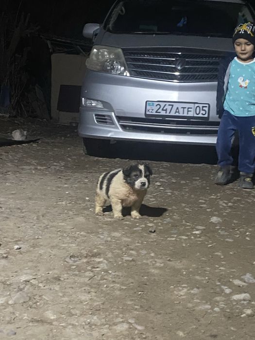 Алабай күшік сатылады ұрғашы