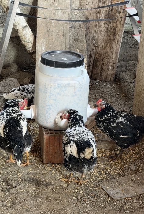 Oua incubat Pita Pinta, Marans si Araucana