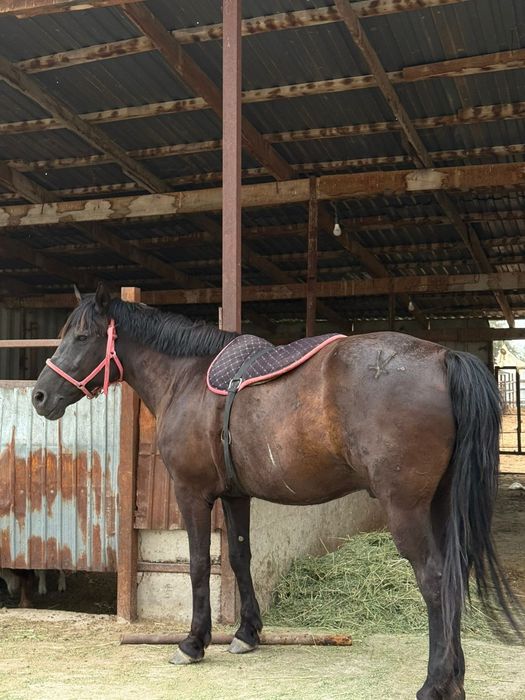 Мініс аттар сатылады