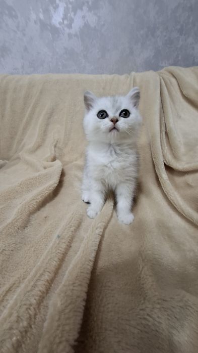 Котята шиншилла серебро