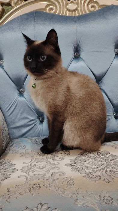 Vyazkaga kopaytirish uchun!!! Sotilmaydi