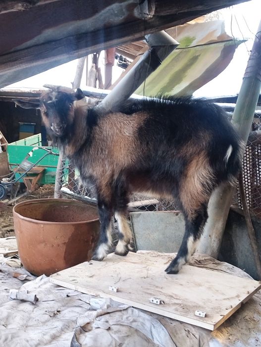 Продавам козел..