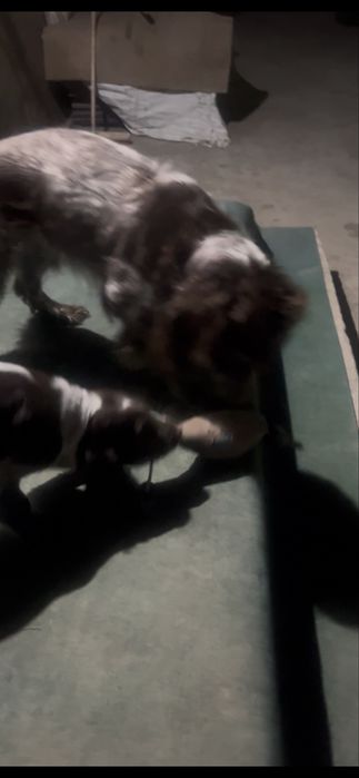 Щенок (русский спаниэль)