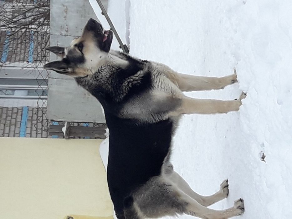 Титулованный кобель ВЕО