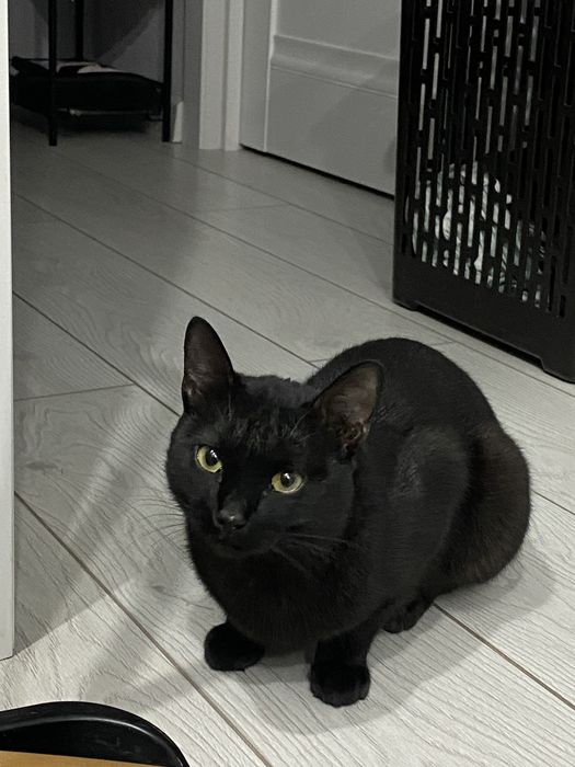 Отдам чисто черного котенка около года в добрые руки