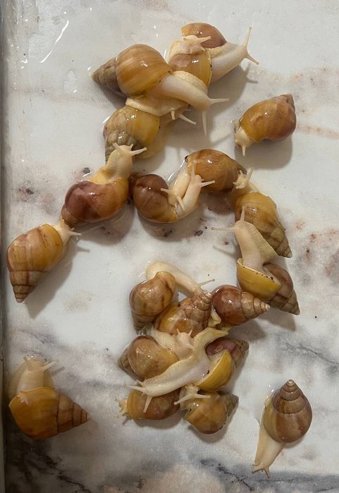 Улитка  косметологичиский