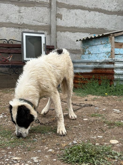 5 айдан асқан еркек күшік сатылады линиясы бар