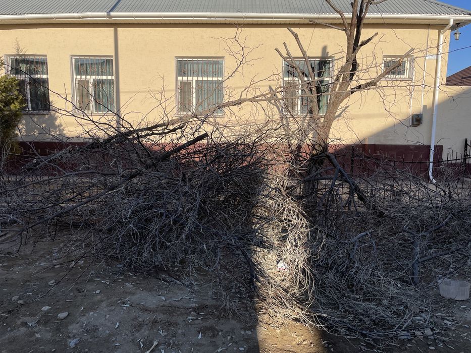 Қыстық аусымға ағаш бұталары