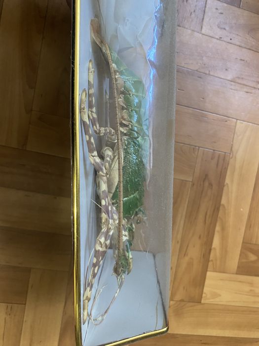 Лангуст высушенный для дизайна, декора