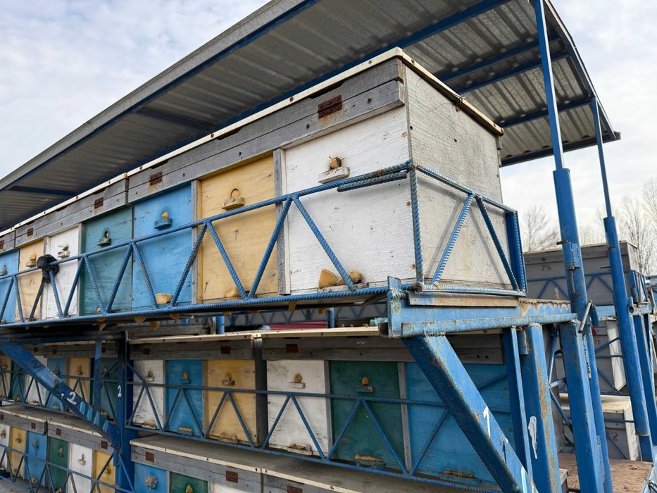 Продается пасека с прицепом