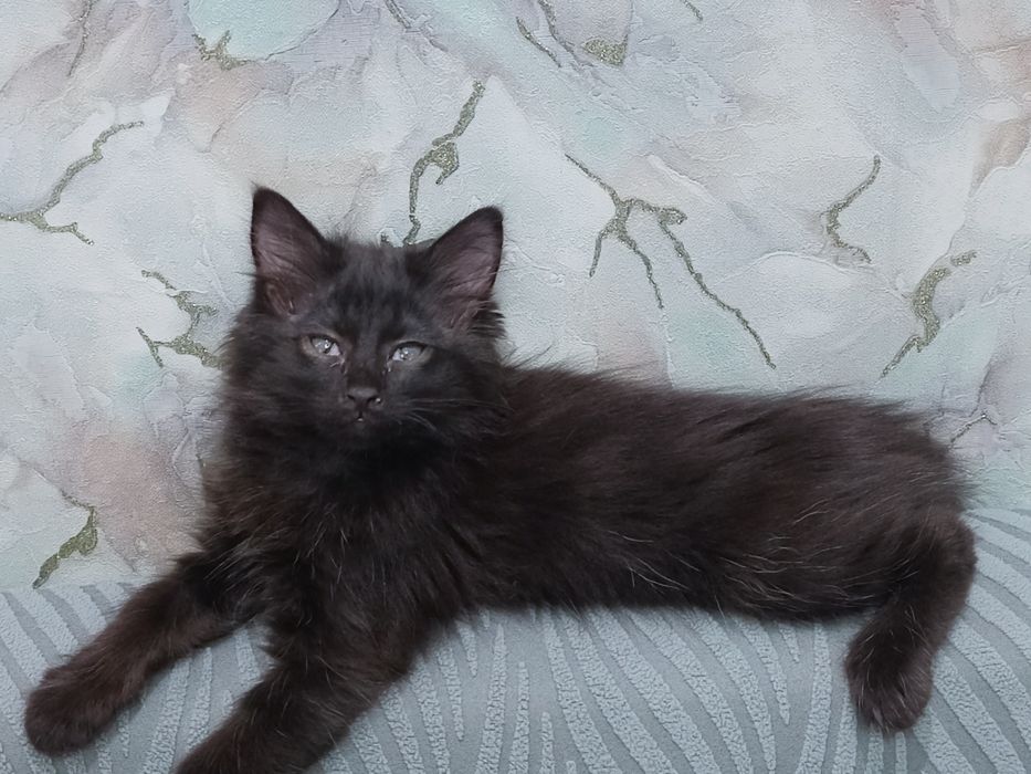 Котенки на добрые руки Hadiyaga mushukchalar beriladi