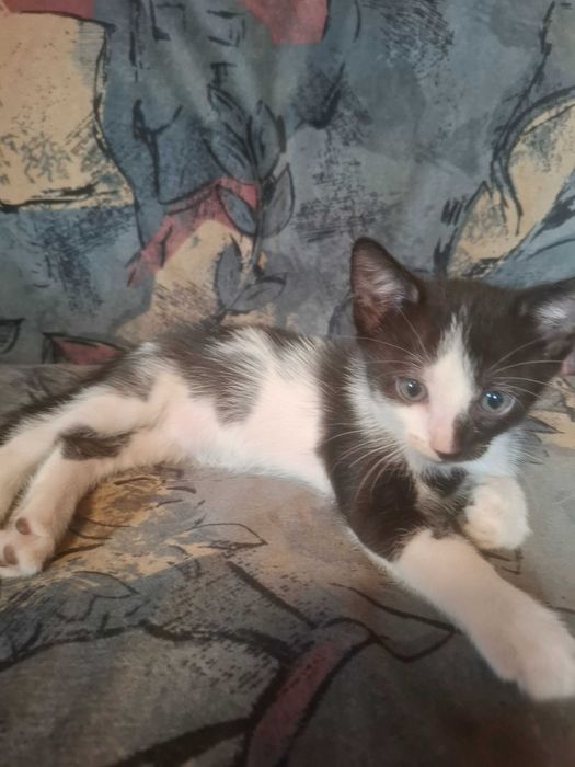 Pisoiasi pt adoptie