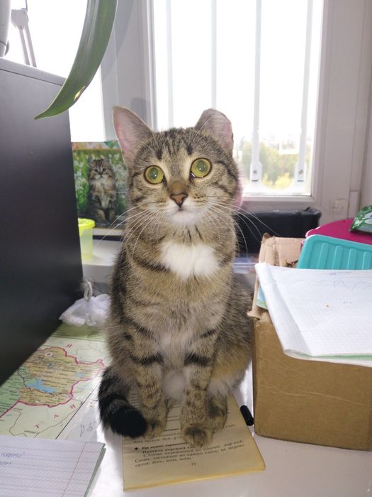 Отдам Кошку в хорошие руки