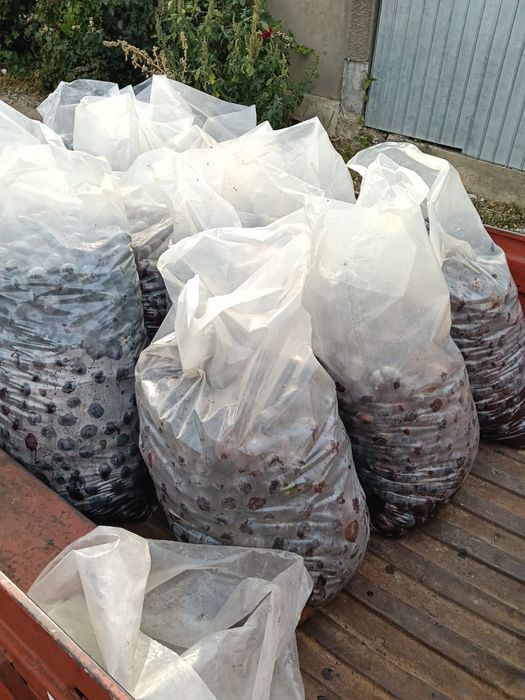 Vând prune de borhot danjan
