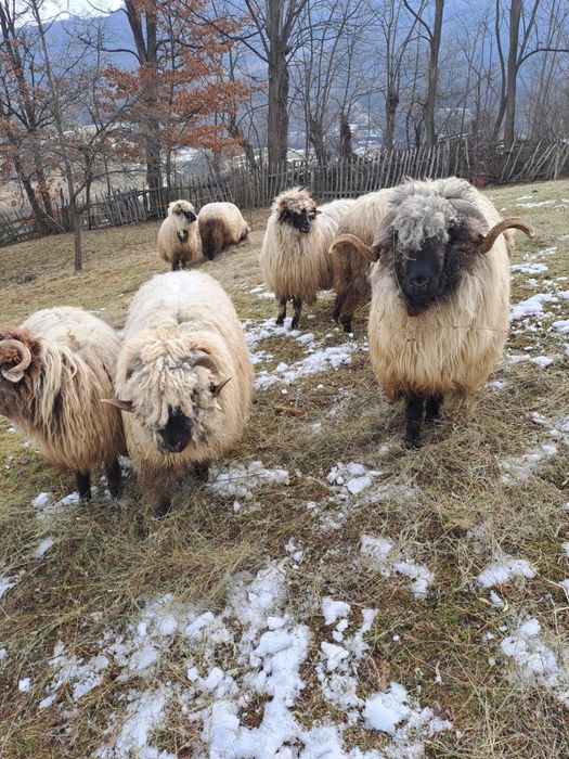 Berbec si noatim disponibil