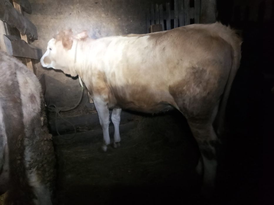 Тайынша сатылады