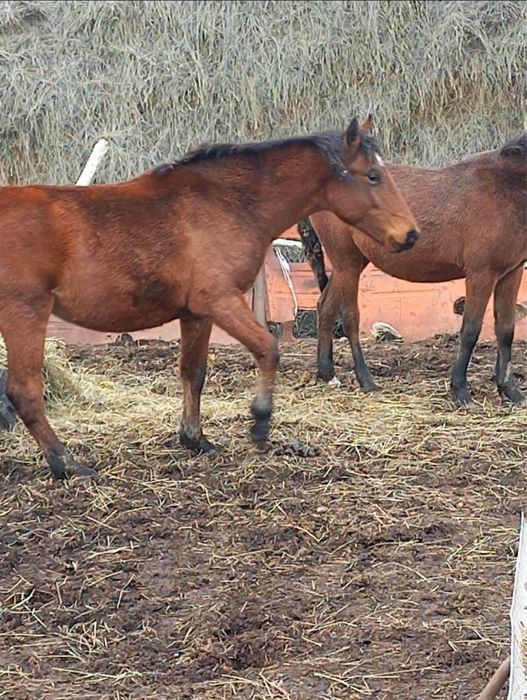 Продам лошадей оптом