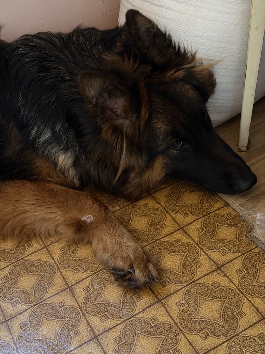 Длинношерстная немецкая овчарка
