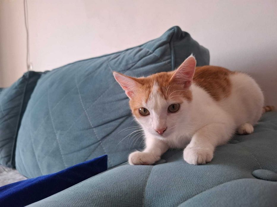 Котик ищет семью