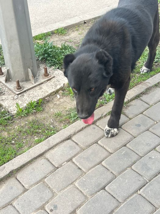 Пропала собака, найдена собака