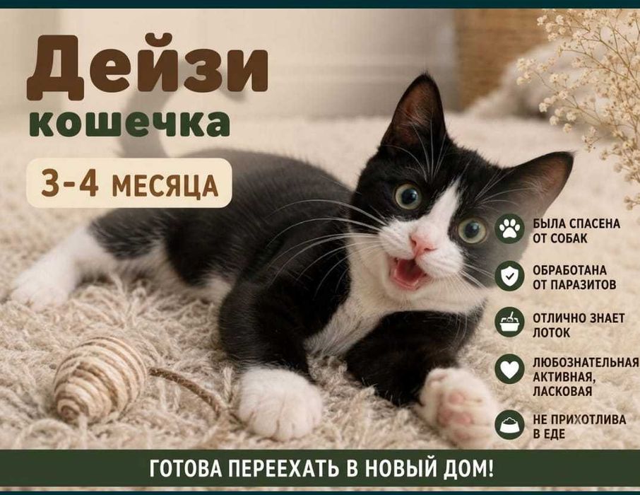 Котята бесплатно