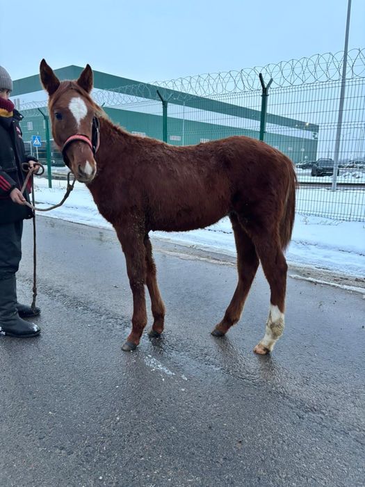 Жабагы тай жылкы тай