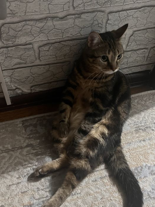 кот Барсик ищет дом