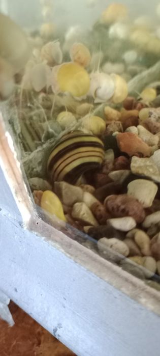 Продам улитки ампулярии