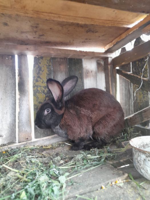 Vând sau schimb iepuroi bun de ținut
