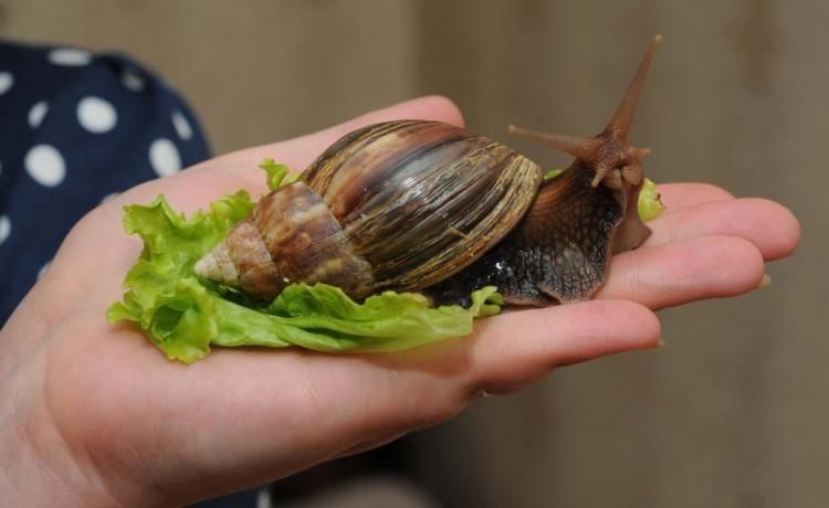 Домашние улитки Ахатины город Атырау.