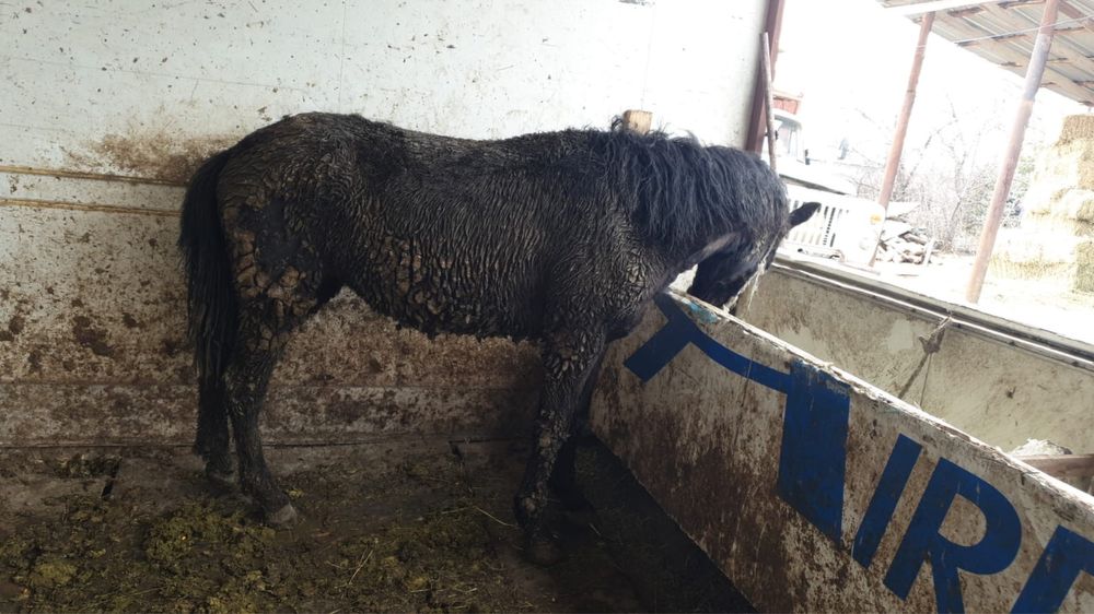 Байтал еки жасар сатылады