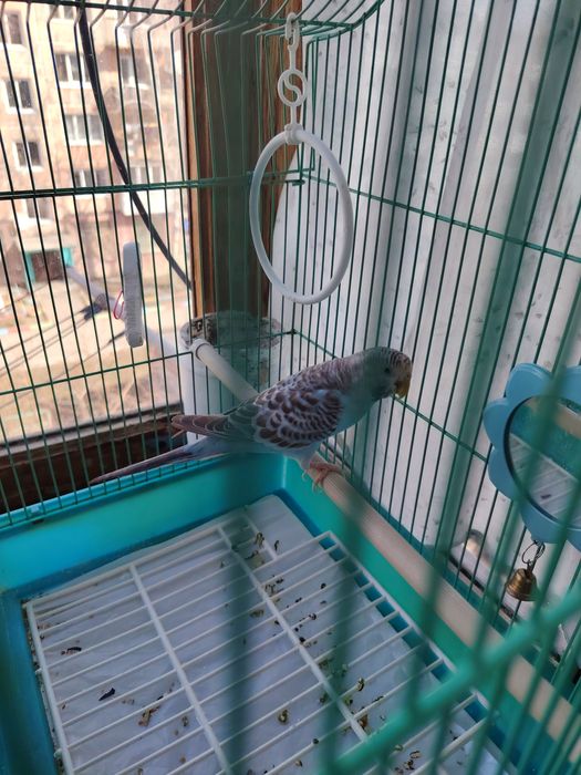 Продам папугая с клеткой