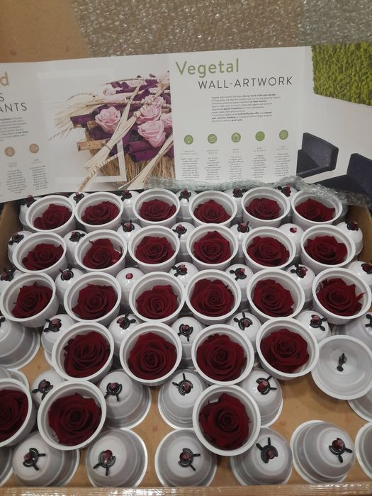 Жива роза от Еквадор