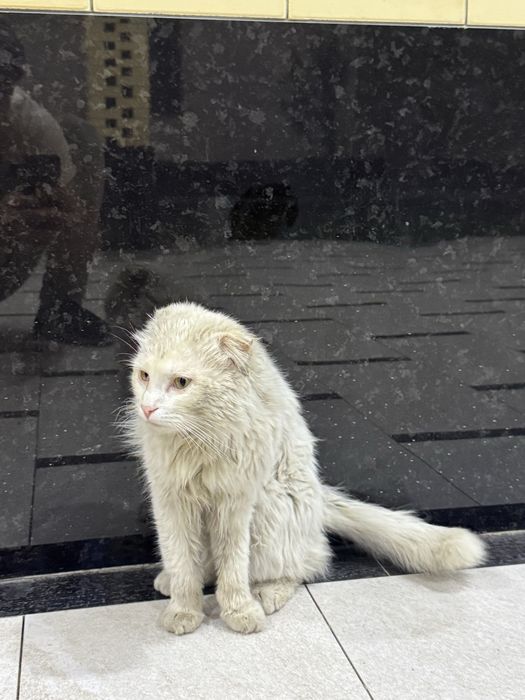 Кот турецкая ангора