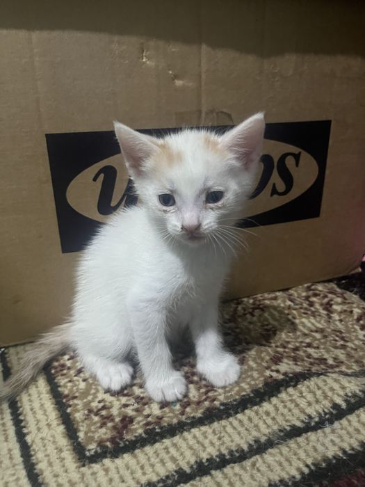 Котята 1 месяц