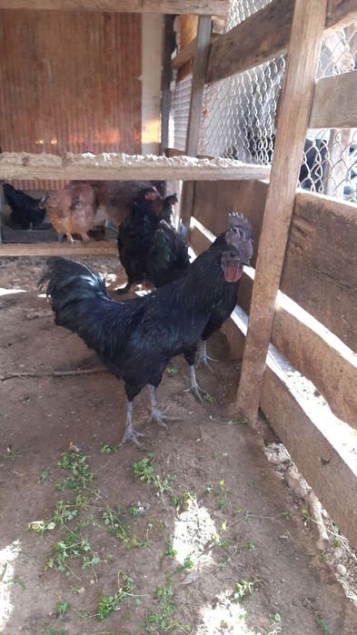 Xo‘roz sotiladi 250000