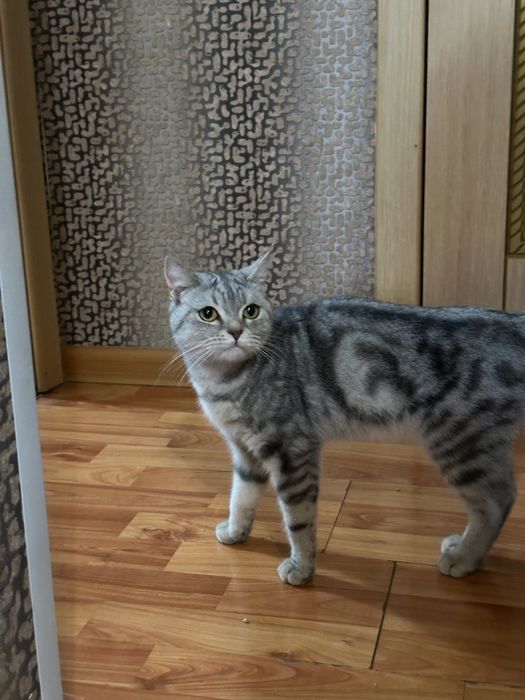 Отдам Британских кошек в Добрые руки