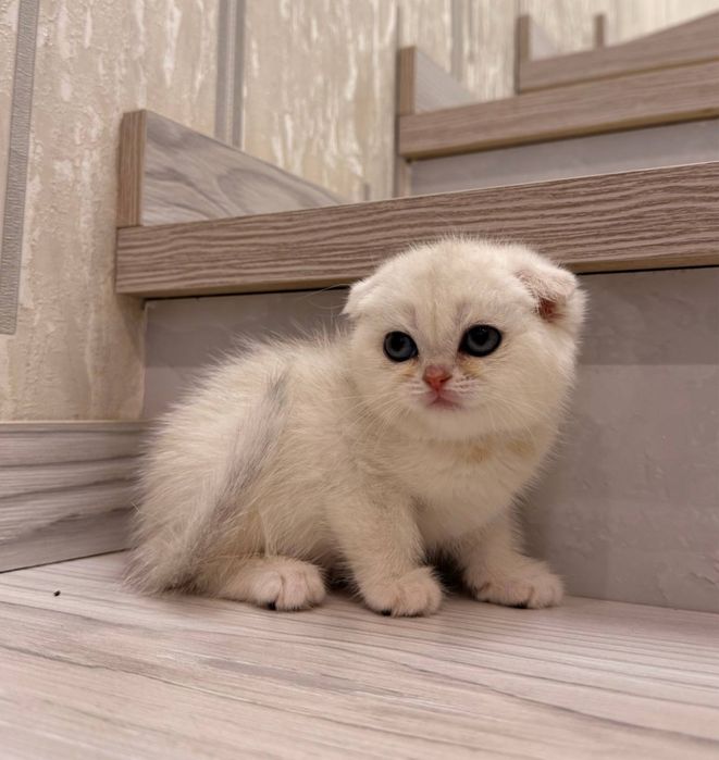 На продаже котятки скоттиш фолд