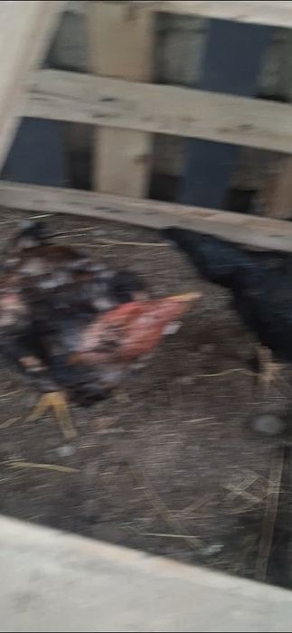 Продам петуха и курычку