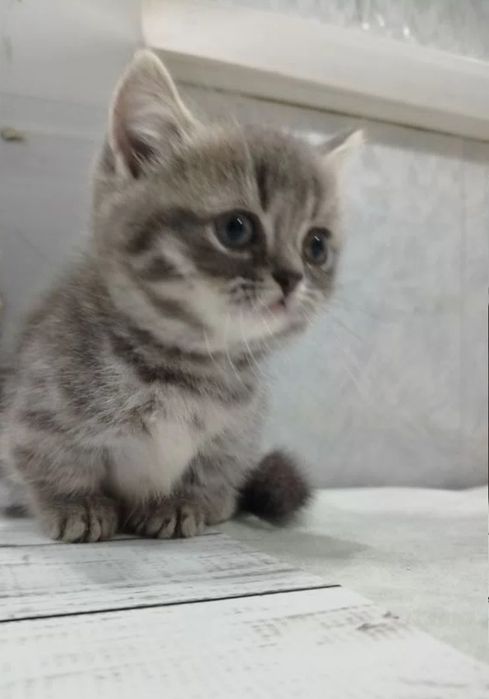 Мальчики котята ждут свой дом