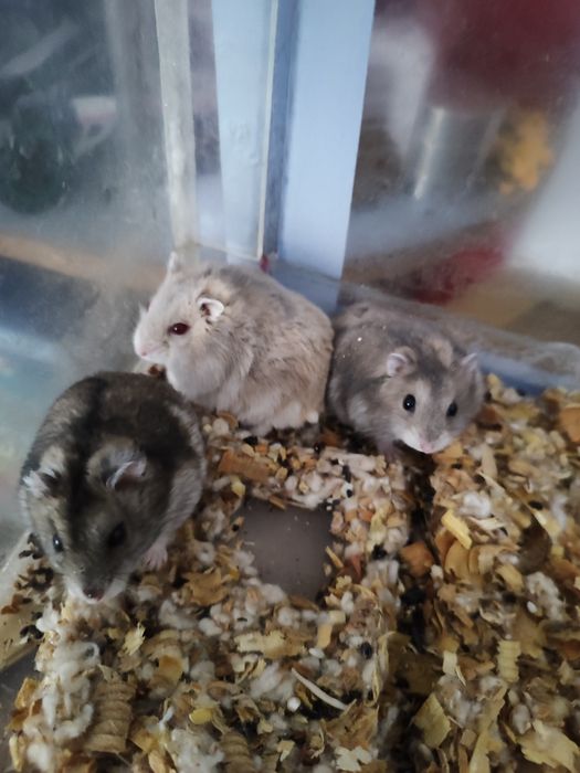 Хомяки Джунгарии