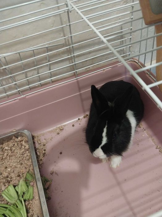 Кролик декаративный черный мальчик